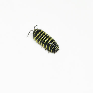 Armadillidium Maculatum